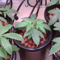 Growing Marijuana: Managing Small Plants