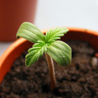 New Marijuana Growers Beware