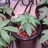 Homegrown: The Future of Marijuana